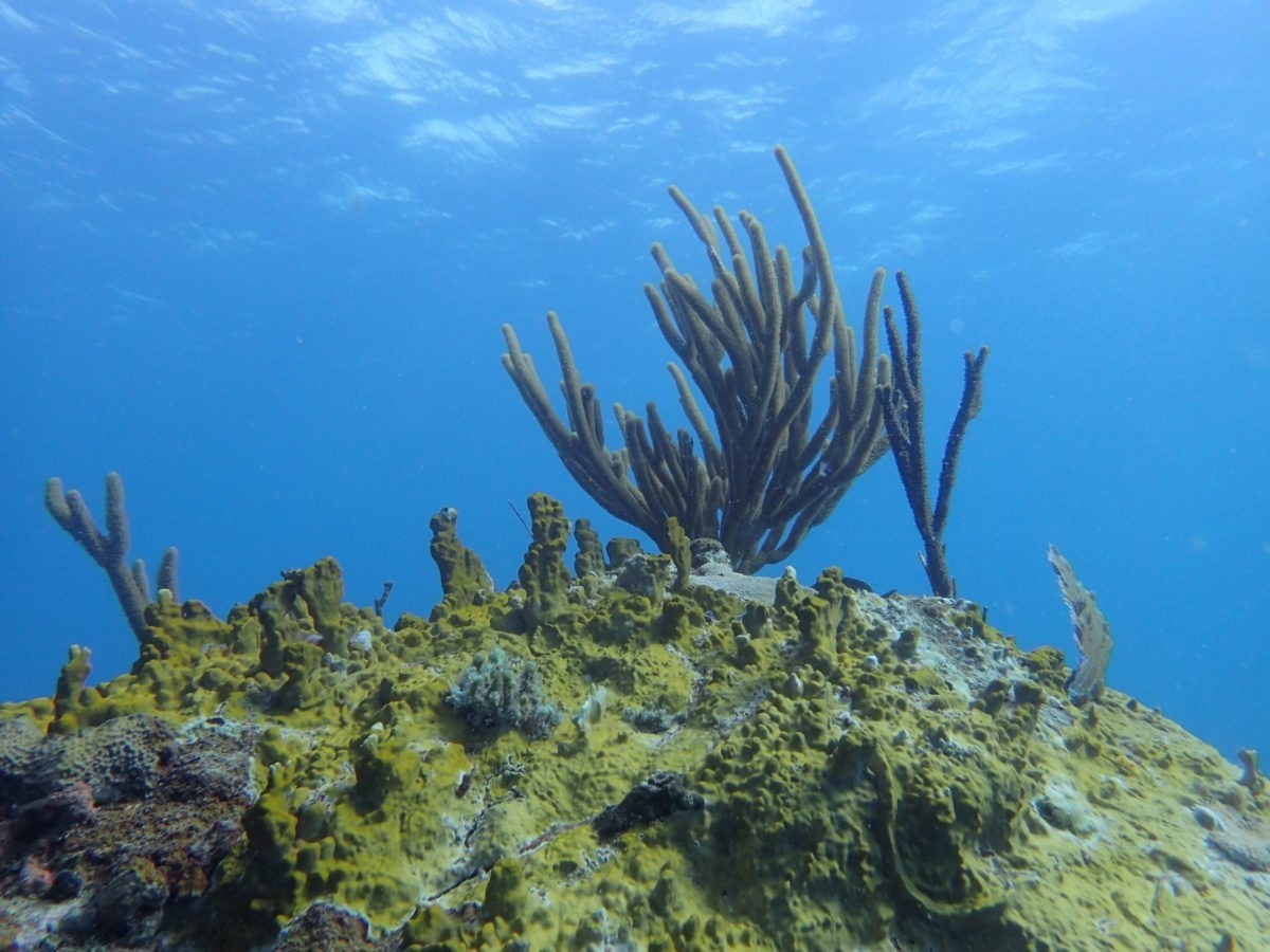 Changing Metabolites Impacts Coral Reef Microbial Communities