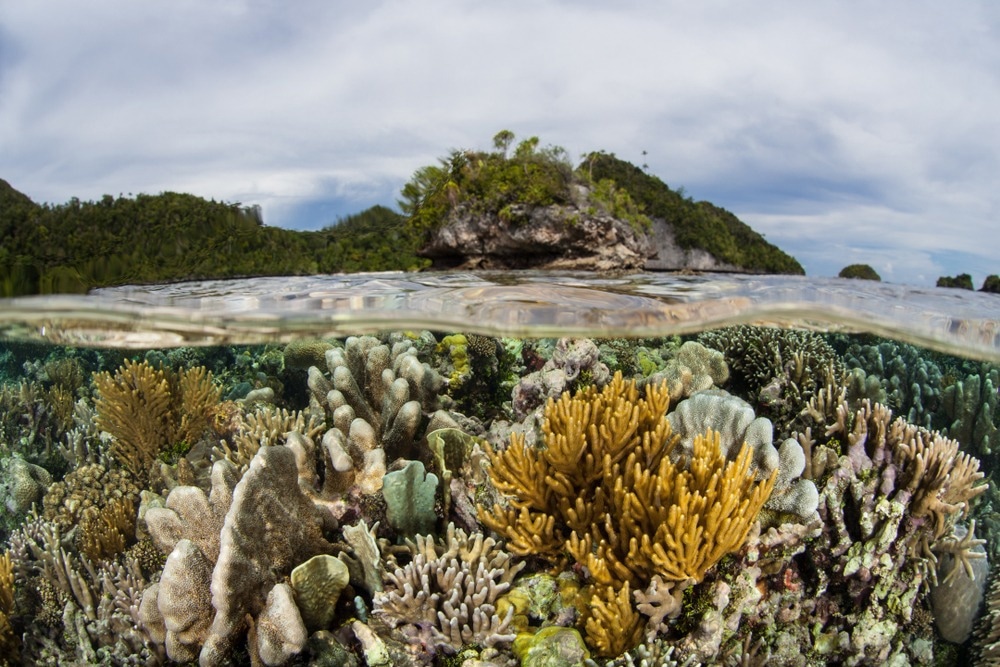 Changes in Extinction Risk Give Insight on Marine Biodiversity