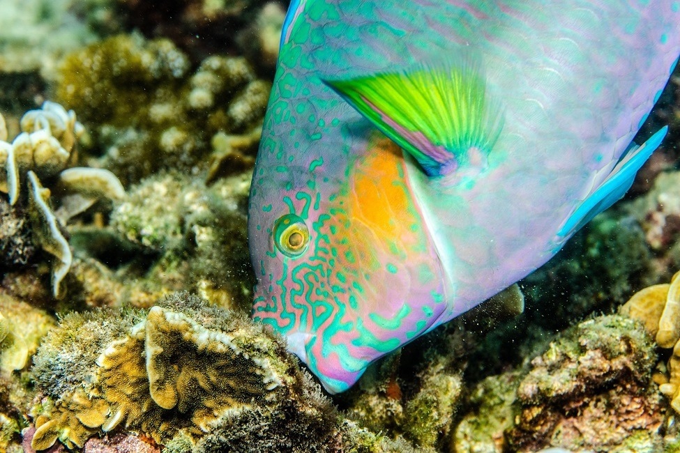 Understanding Interactions Among Diverse Fish Species