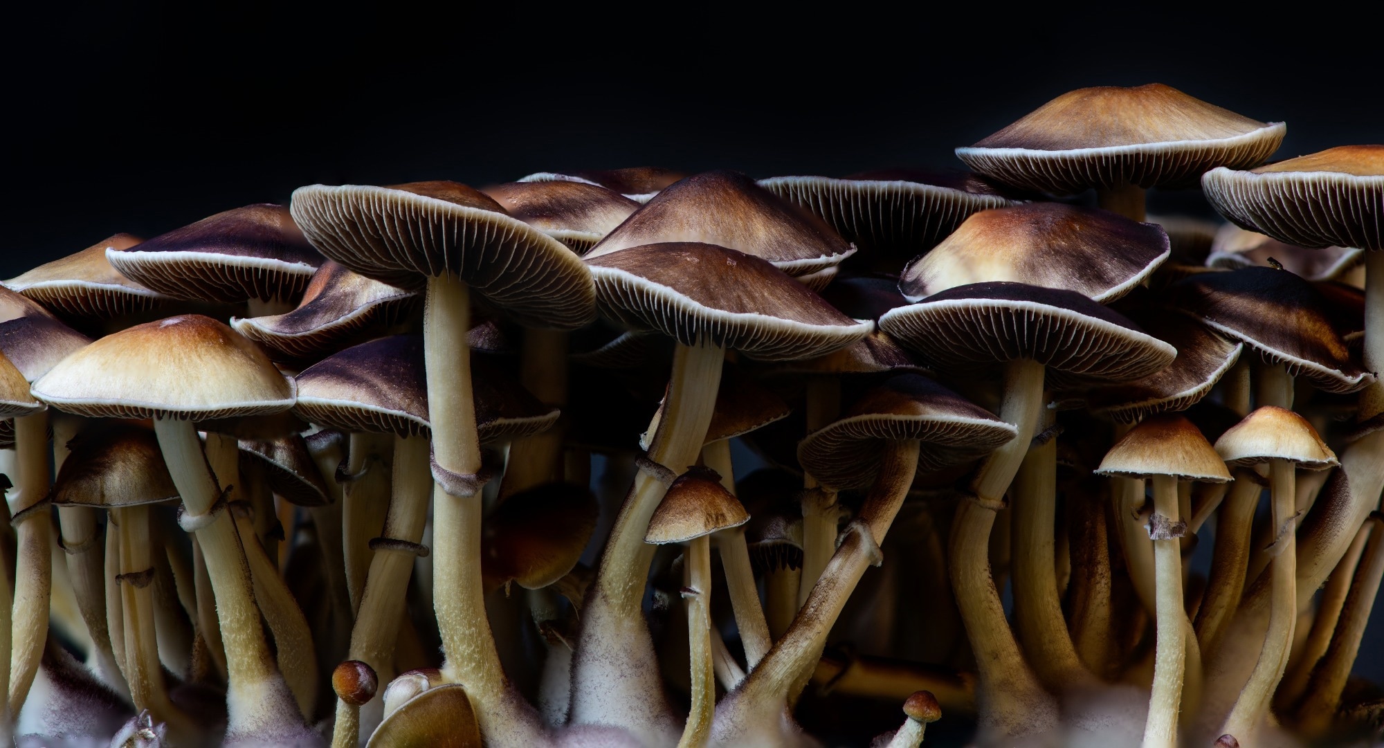Mushrooms - A Biodegradable Solution for a Green Electronic Future