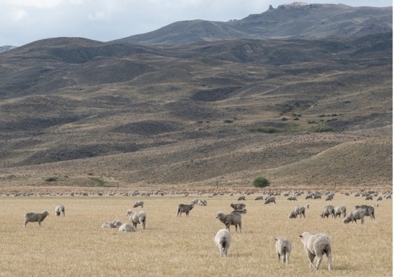 Efectos del pastoreo en los servicios ecosistémicos en las tierras secas del mundo