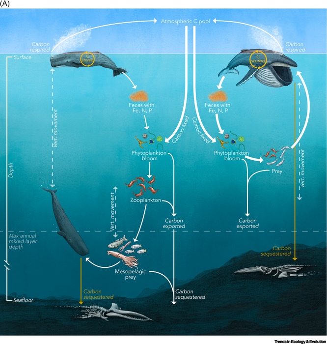 The Role of Whales in the Carbon Cycle.