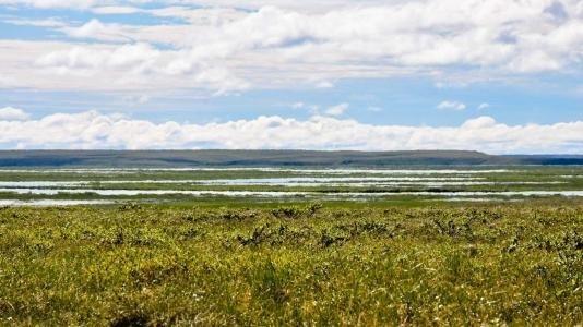 Arctic’s Vegetation and its Significant Impact on Energy Flow