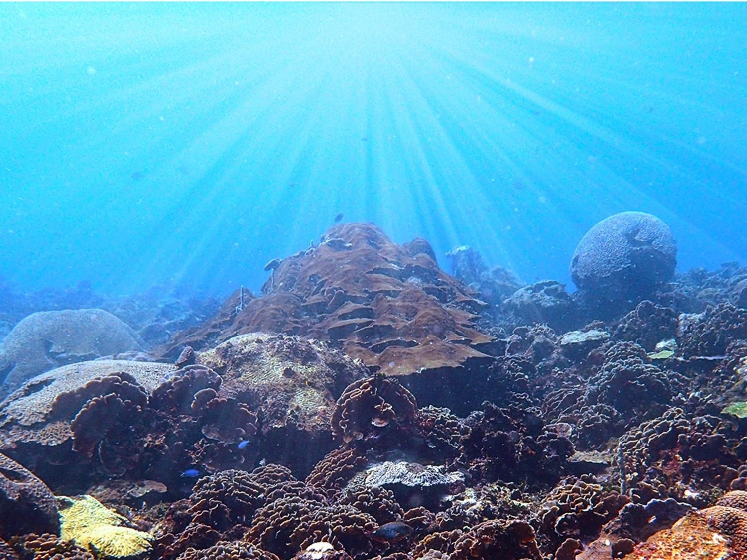 Sunlight Exposure Aids the Survival of Corals Worldwide