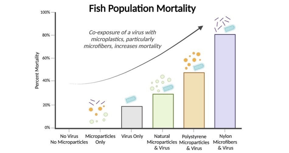 Analyzing the Interplay Between Microplastics and Infectious Disease