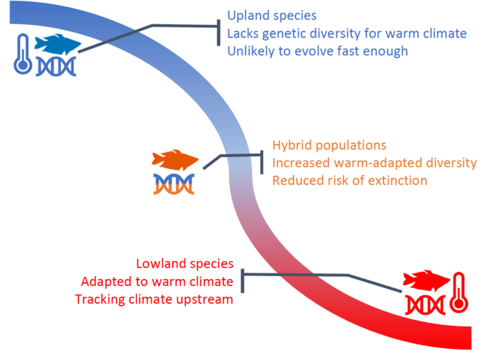 Natural Hybridization Reduces the Risk of Extinction of Species