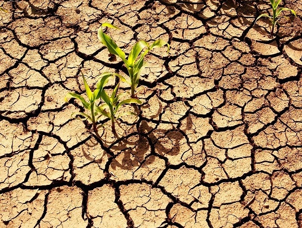 New Low-Cost Methods Efficiently Detect Drought Stress