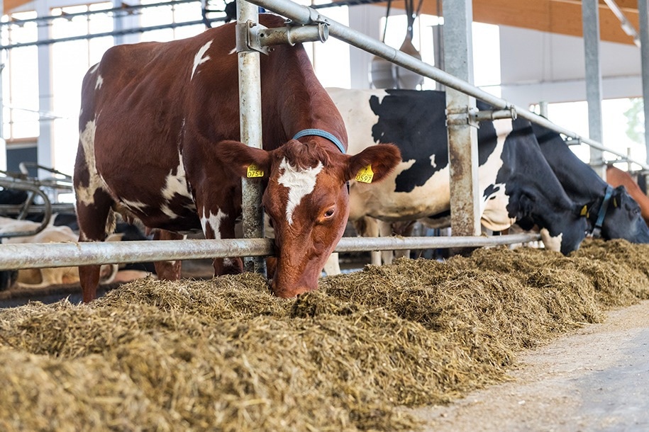 New Feed Additive Can Significantly Reduce Methane Emissions Generated by Ruminants, Already at the Dairy Farm