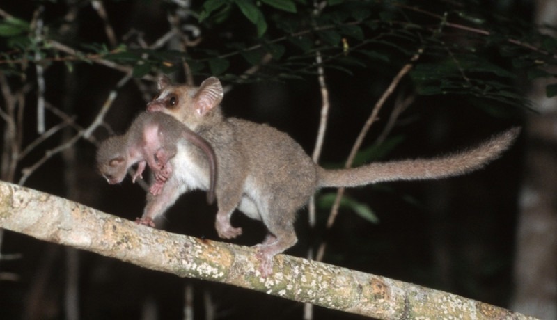 Climate Change Destabilizes Mouse Lemur Populations