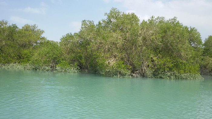 Novel Methods to Enhance Mangrove Forest Preservation.