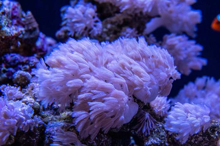 Utrzymanie relacji koralowców z algami w obliczu zmian klimatu