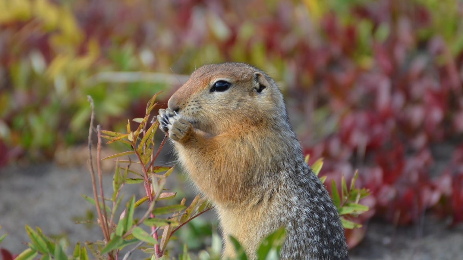 Hibernation Behavior of Arctic Ground Squirrels