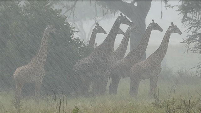 Heavier Rainfall Threatens the Existence of Giraffes