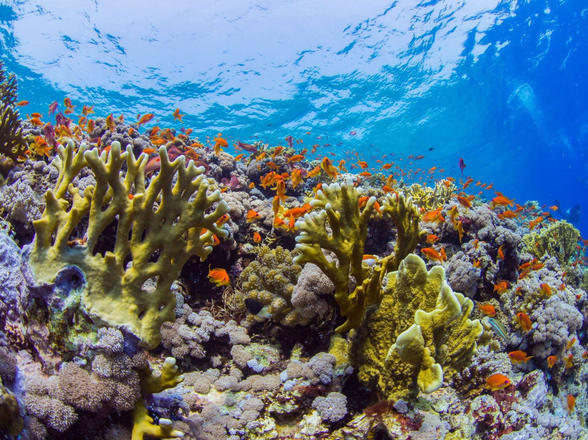 Bagaimana terumbu karang dapat bertahan dari perubahan iklim?