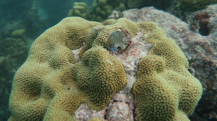 How do Corals Adapt to Environmental Changes and Pass on Resilience?