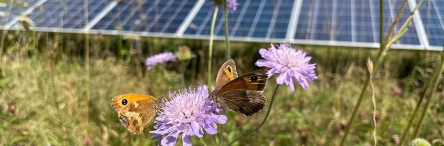 UK Solar Parks Provide Essential Resources to Avert Bee and Butterfly Decline