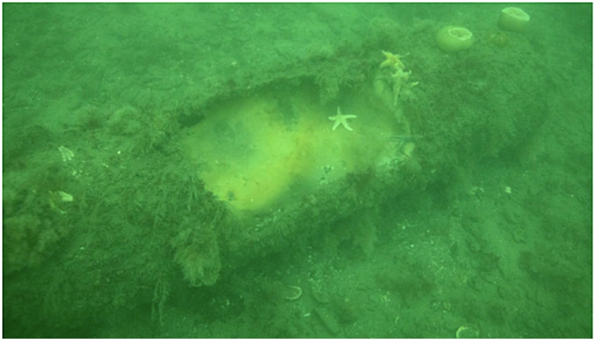 New NPL Research Into Unexploded Underwater Ordnance Removal Aims to Protect Vulnerable Marine Environments