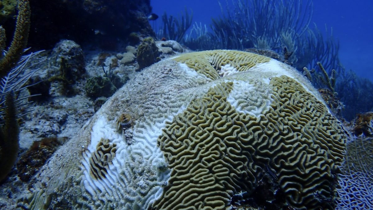 A coral plagued with stony coral tissue loss disease on St. John, USVI coral reefs. This coral disease event started in 2020 on St. John reefs and WHOI researchers identified microbial community and nutrient changes in the overlying seawater that were associated with this major disturbance event. Image Credit: Cynthia Becker, ©Woods Hole Oceanographic Institution