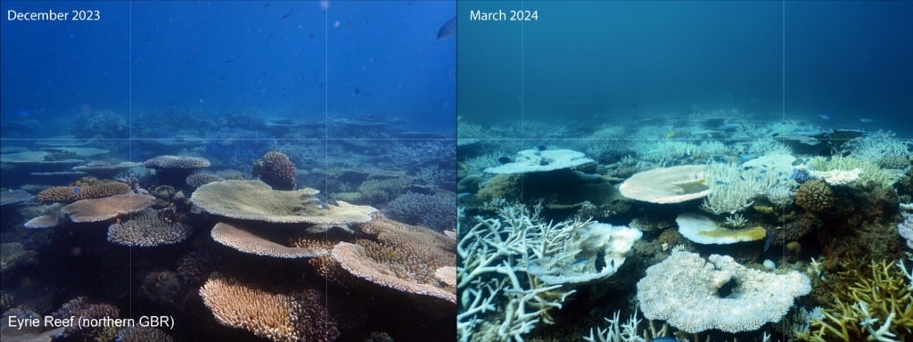 Photos taken before and after bleaching in the northern Great Barrier Reef near Lizard Island. Image Credit: Dr. George Roff
