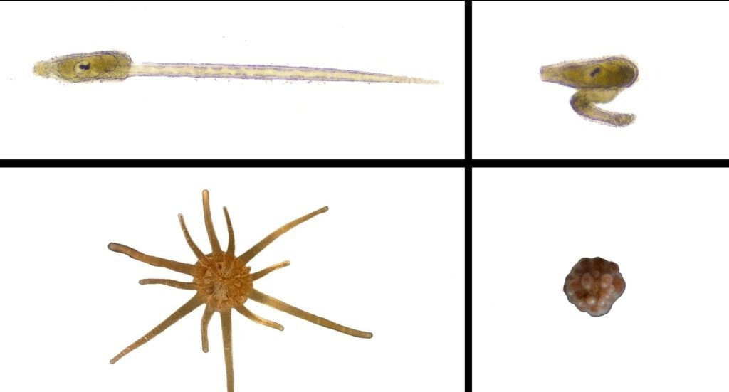 Wild type (left) Ciona intestinalis (tunicate) and Exaiptasia diaphana (cnidarian) beside the same stage animals treated with PVC pellet leachates (right). Image Credit: University of Exeter