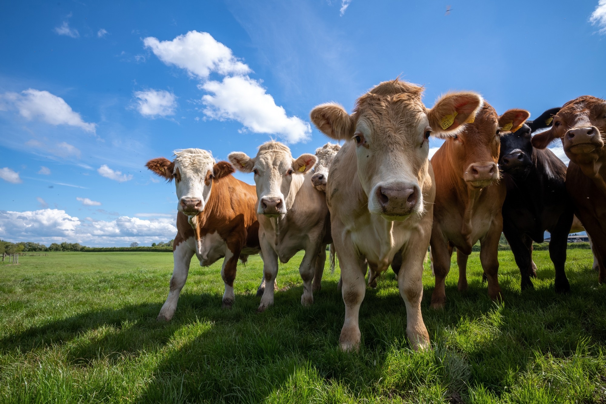 New Strategies to Reduce Methane Emissions from Cattle