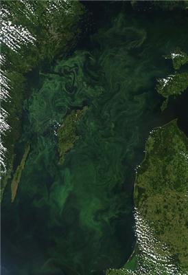 Global Warming Causes Massive Algal Blooms and Low Oxygen Levels