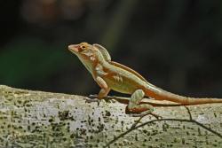 Puerto Rican Lizard Tolerates Temperature Variations Caused by Climate Change