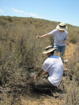 High Nitrogen Levels in Santa Monica Mountains May Adversely Impact Native Plants