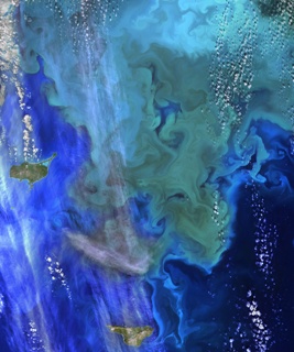NASA Satellite Provides New Insights into How Climate and Ecosystem Affect Phytoplankton