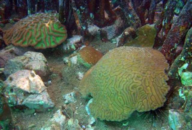 Reef-Building Corals Take Refuge in Mangrove Habitats