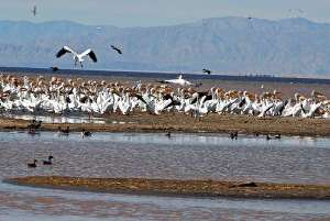 UC Riverside Hosted Panel to Discuss Sustainability Issues of Salton Sea