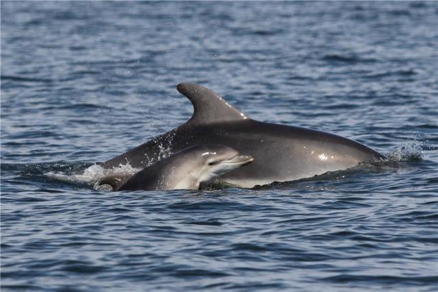 Tourism, Fishing and Sea Transport Threaten Bottlenose Dolphins in the Balearic Islands