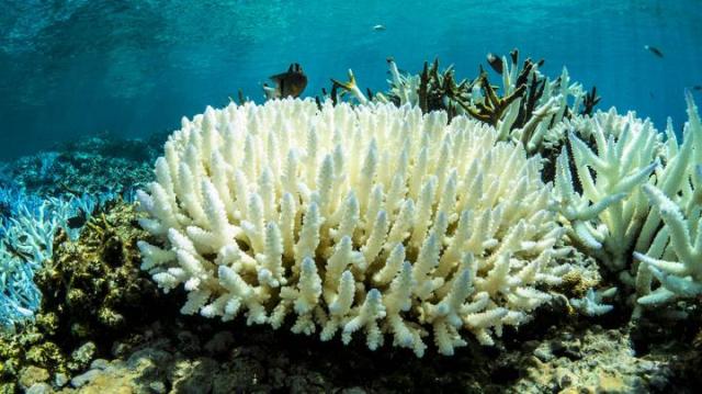 Climate Geoengineering May Help Save Coral Reefs from Mass Bleaching