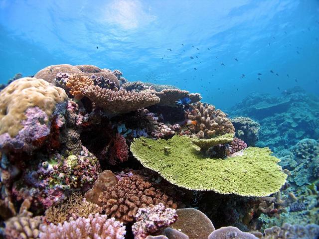 New Study Shows Corals Can Adapt to Global Warming