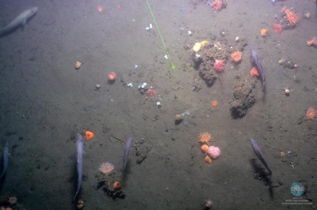 Scientists Collect Images of Methane Seeps in Deep Arctic Ocean