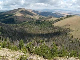 Study Reports Hotter Droughts and High Levels of Mortality in Temperate Forests