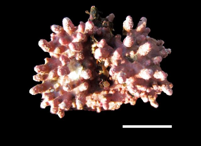 Ocean Acidification Affects Formation of Skeleton of Coralline Algae