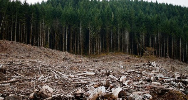 Newly Exposed Edges of Deforested Areas Highly Susceptible to Drastic Temperature Changes