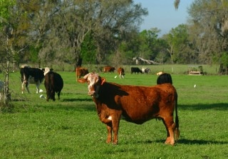 Researchers Hope to Reduce Pollutants Emanating from Soils in Florida Cattle Ranches