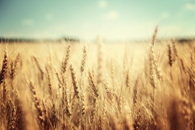 Higher CO2 Levels Increase Wheat Production but Lower Nutritional Quality