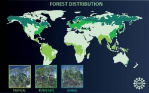 How Forests Impact Global Climate