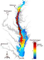 Record Sized Dead Zones Predicted for Gulf of Mexico and Chesapeake Bay this Summer
