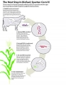 Enzyme from Microbe Lived in Cow's Stomach Key to Turning Corn Plants to Fuel