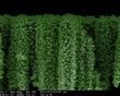 Nanowire Structure Optimizes Hydrogen Production by Capturing More Solar Energy