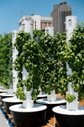 City Roof-Top Gardens For Sustainable Shopping