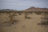 Plants Themselves Degrade Fragile Dryland Ecosystems into Deserts
