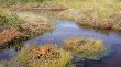 Shrub Encroachments Affect Peatlands Ecosystems