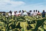 Bayer CropScience Empowers Smallholder Farmers to Sustainably Pilot their Own Farming Success