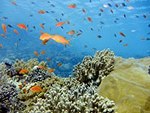 Restricting Greenhouse Warming May Help Reduce Decline of Tropical Coral Reef Habitats