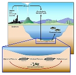 New Discovery on Formation of Methylmercury